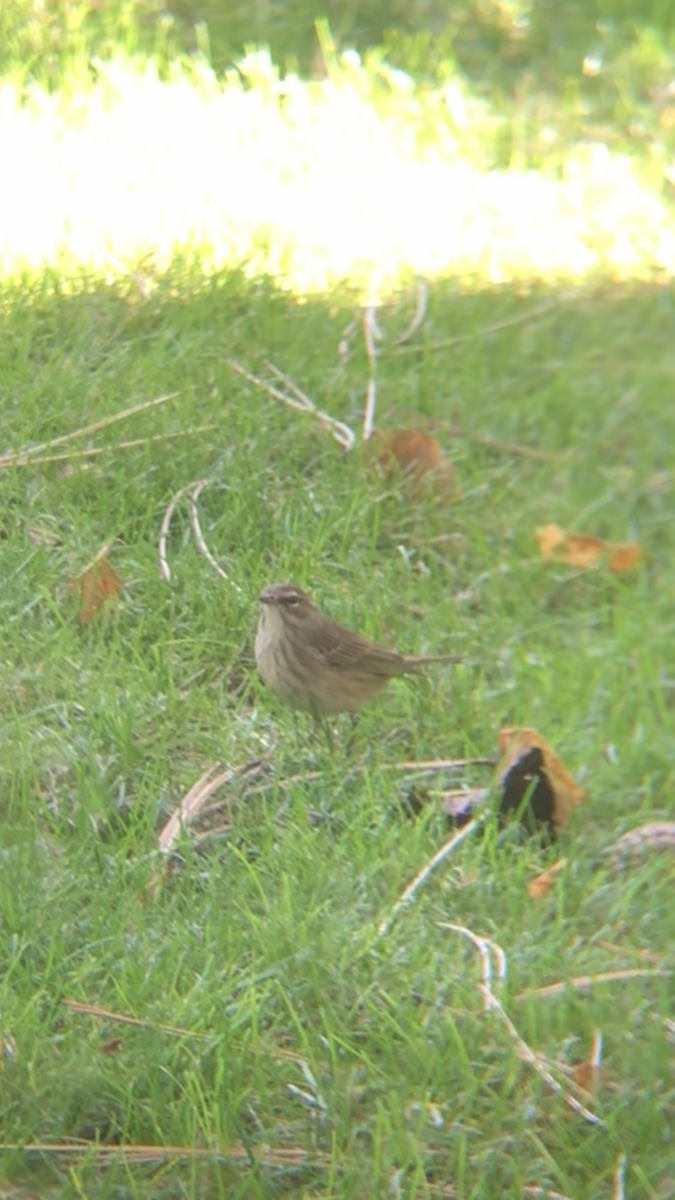 Palm Warbler - ML643392216