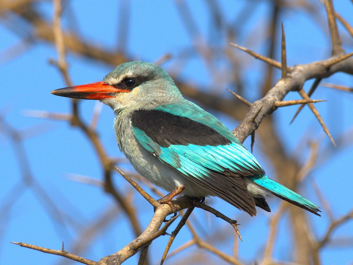 Woodland Kingfisher - ML643392221