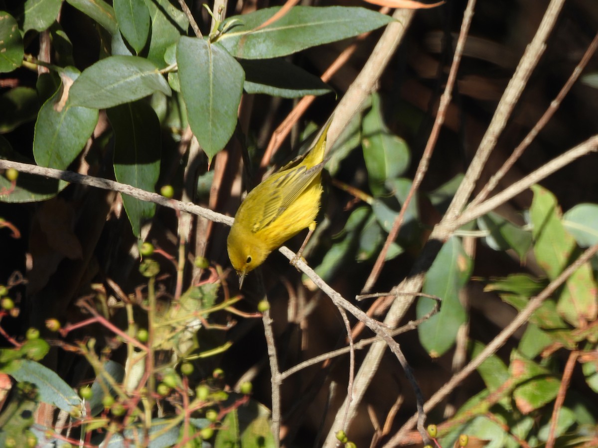 Yellow Warbler - ML643392227