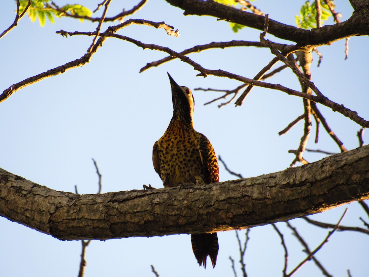 Green-barred Woodpecker - ML643392245