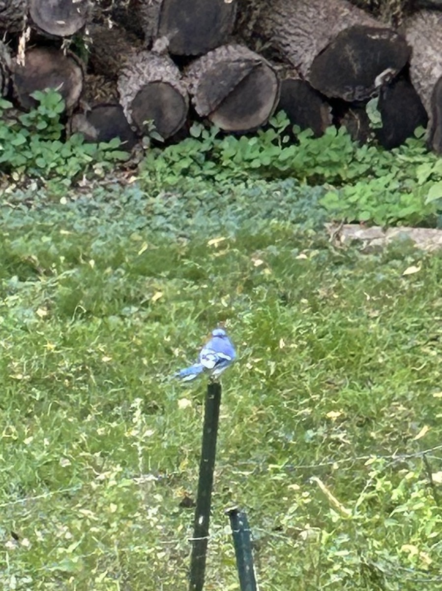 Blue Jay - ML643392246