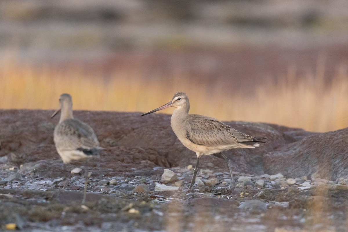 Hudsonian Godwit - ML643392248