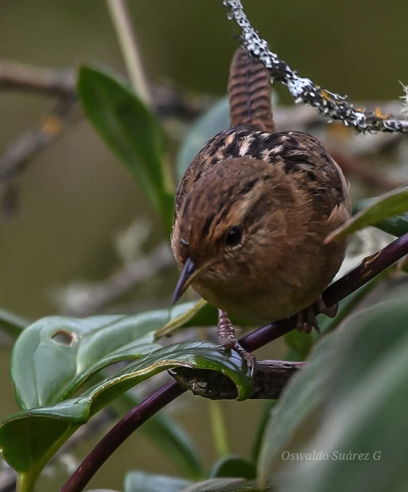 Grass Wren - ML643392250