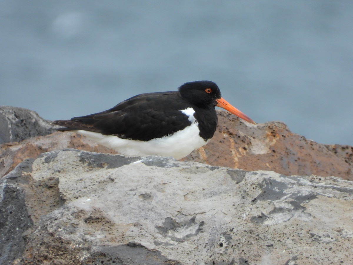 Pied Oystercatcher - ML643392266