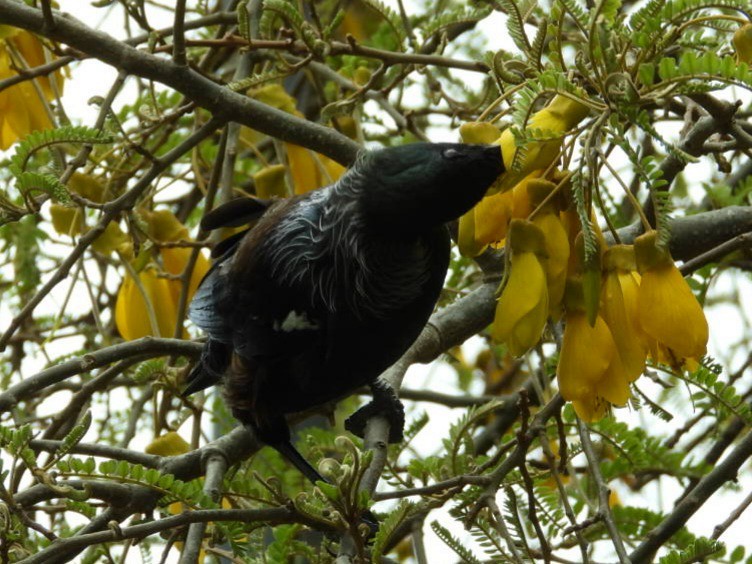 Tui - ML643392307