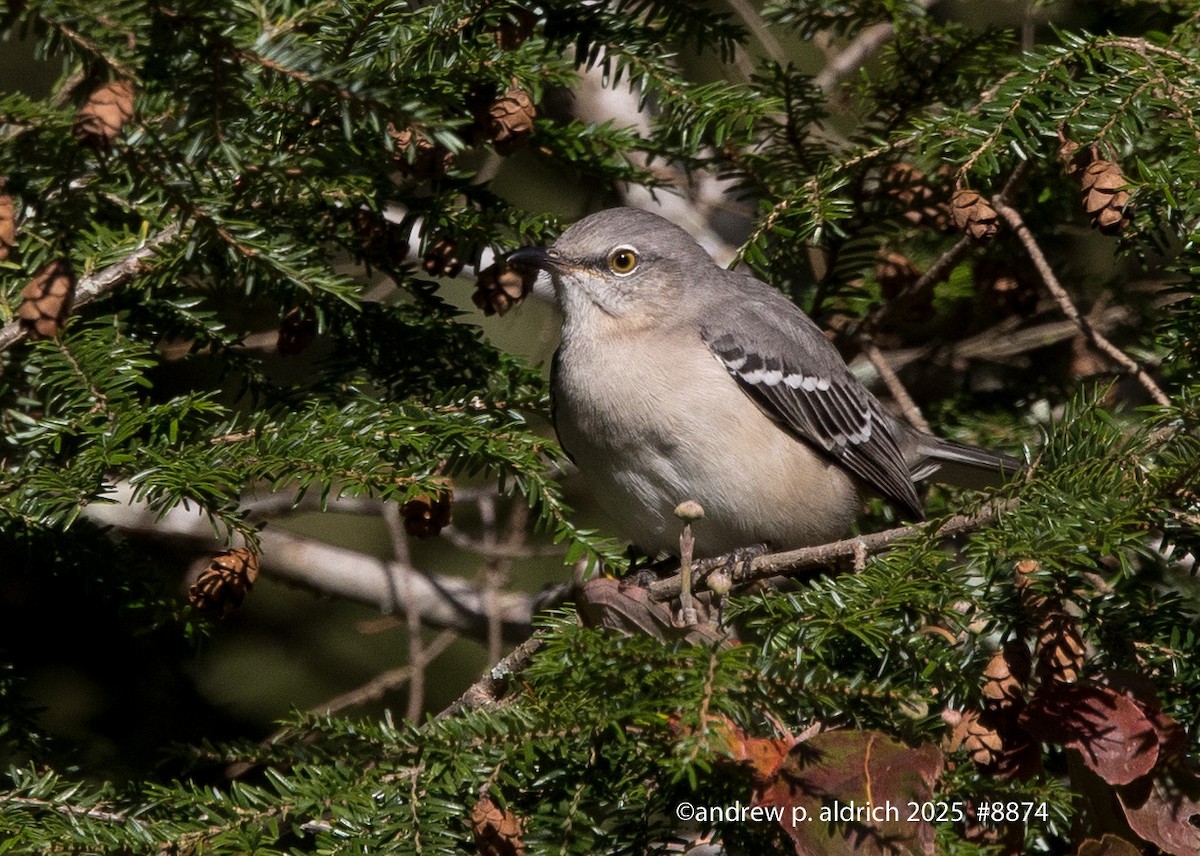 Northern Mockingbird - ML643392310