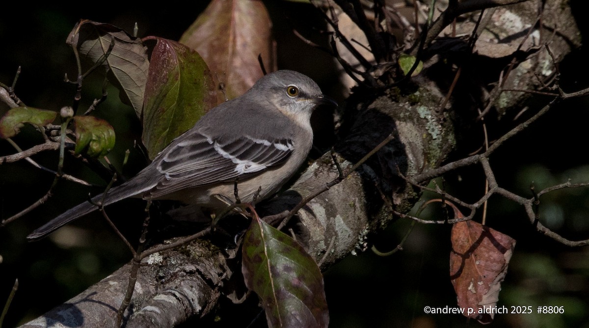 Northern Mockingbird - ML643392311