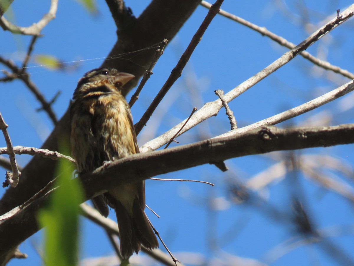 Black-headed Grosbeak - ML643392312