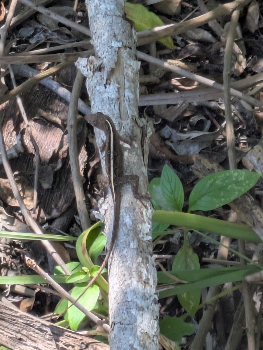 Animals - ML643392313