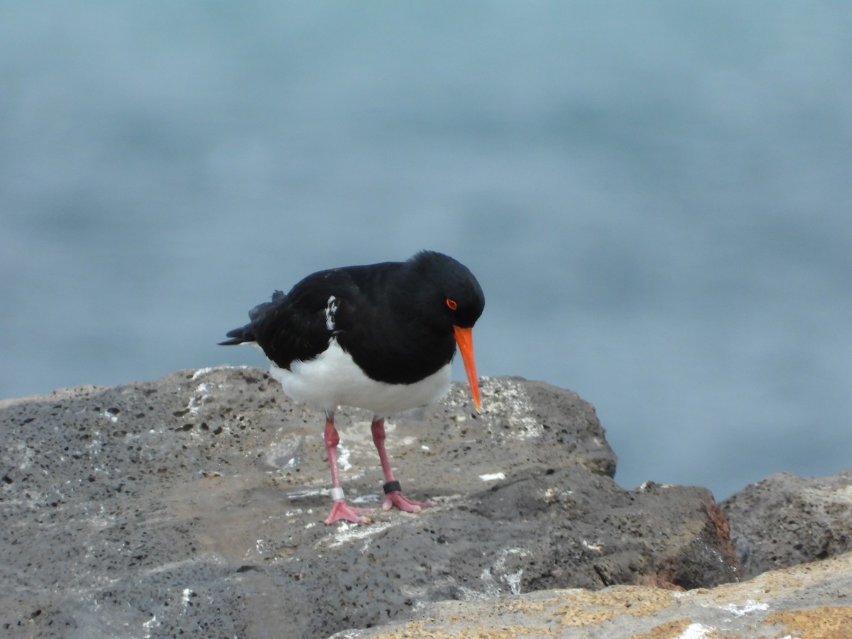 Pied Oystercatcher - ML643392318