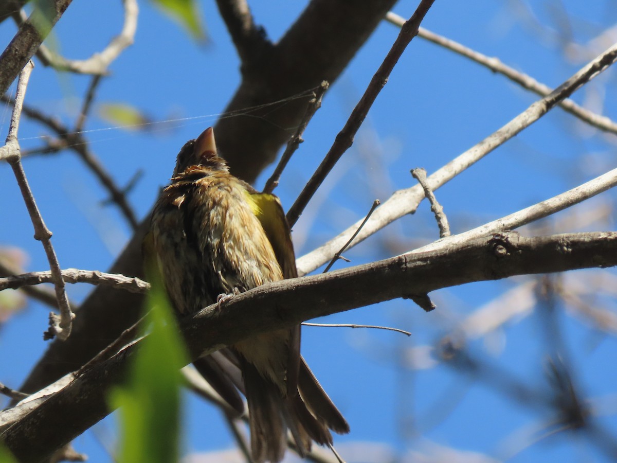 Black-headed Grosbeak - ML643392325