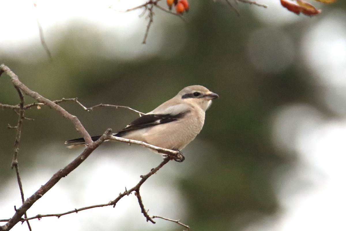 Alcaudón Boreal - ML643392330