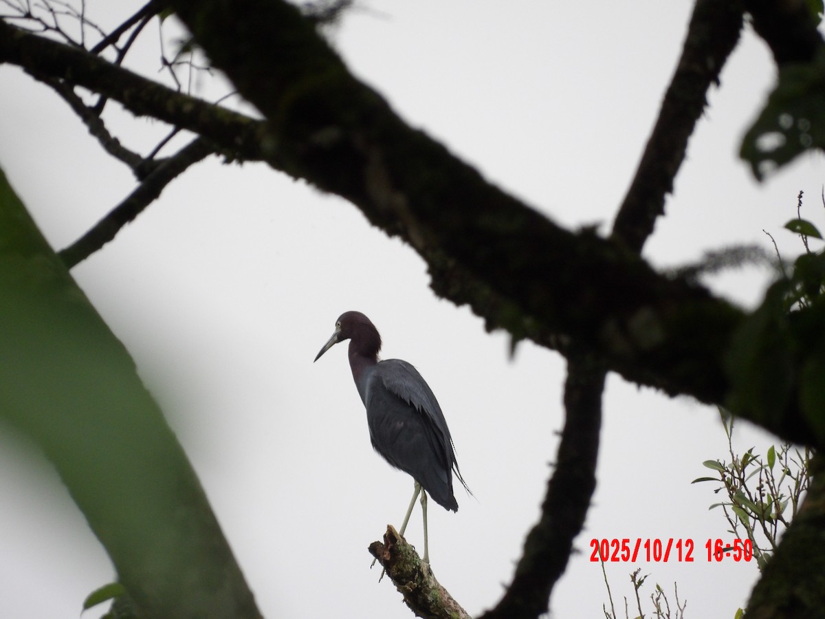 Little Blue Heron - ML643392347