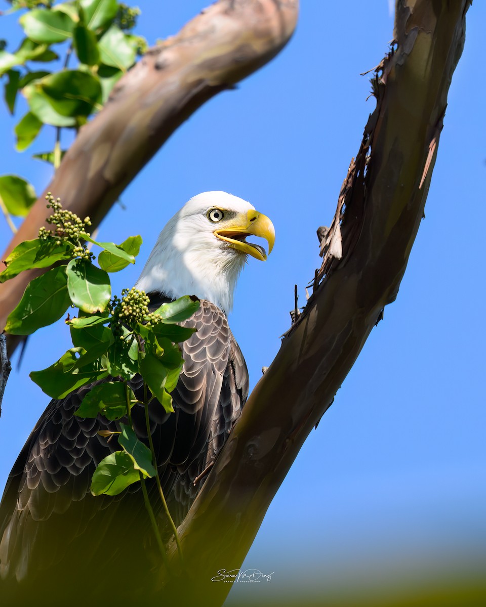 Bald Eagle - ML643392363