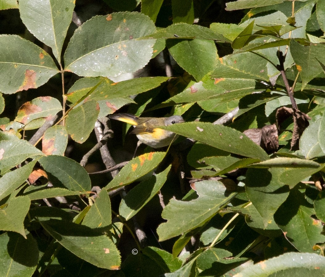American Redstart - ML643392367