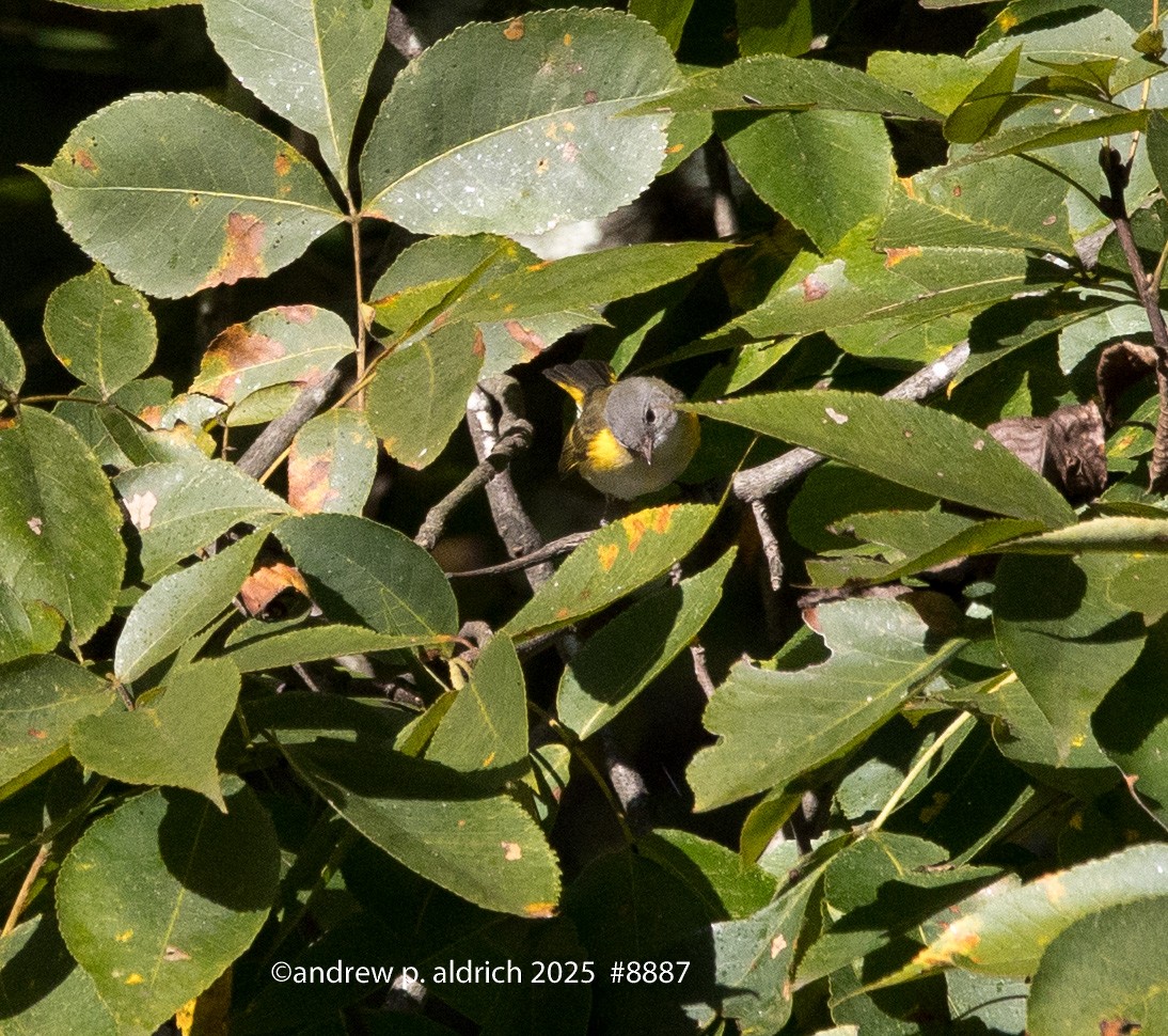 American Redstart - ML643392368