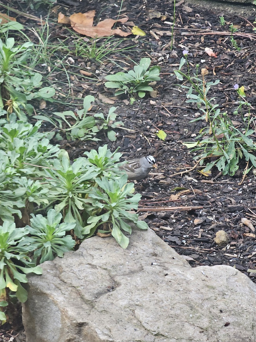 White-crowned Sparrow - ML643392371