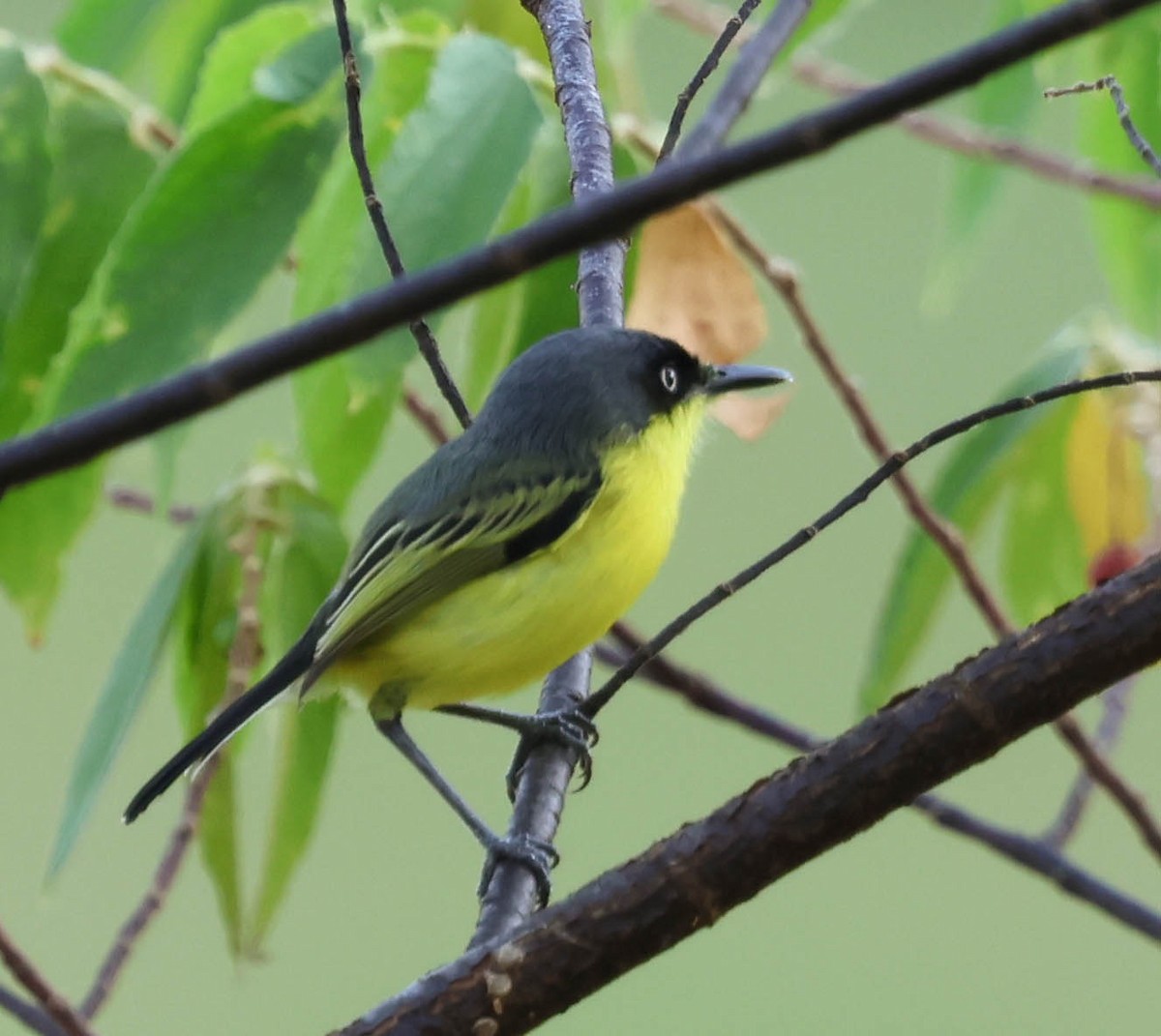 Common Tody-Flycatcher - ML643392373