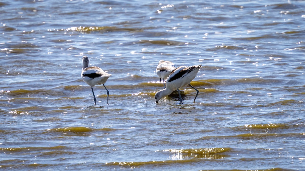 American Avocet - ML643392380
