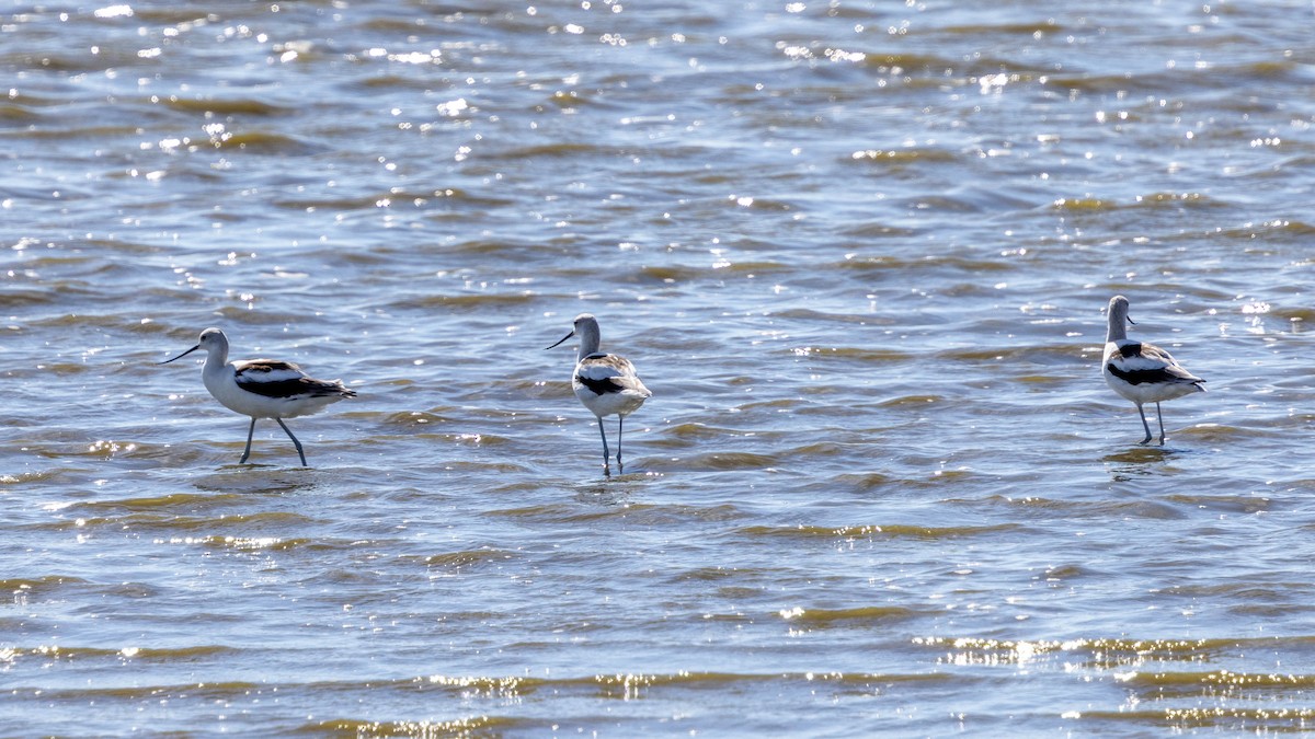 American Avocet - ML643392381