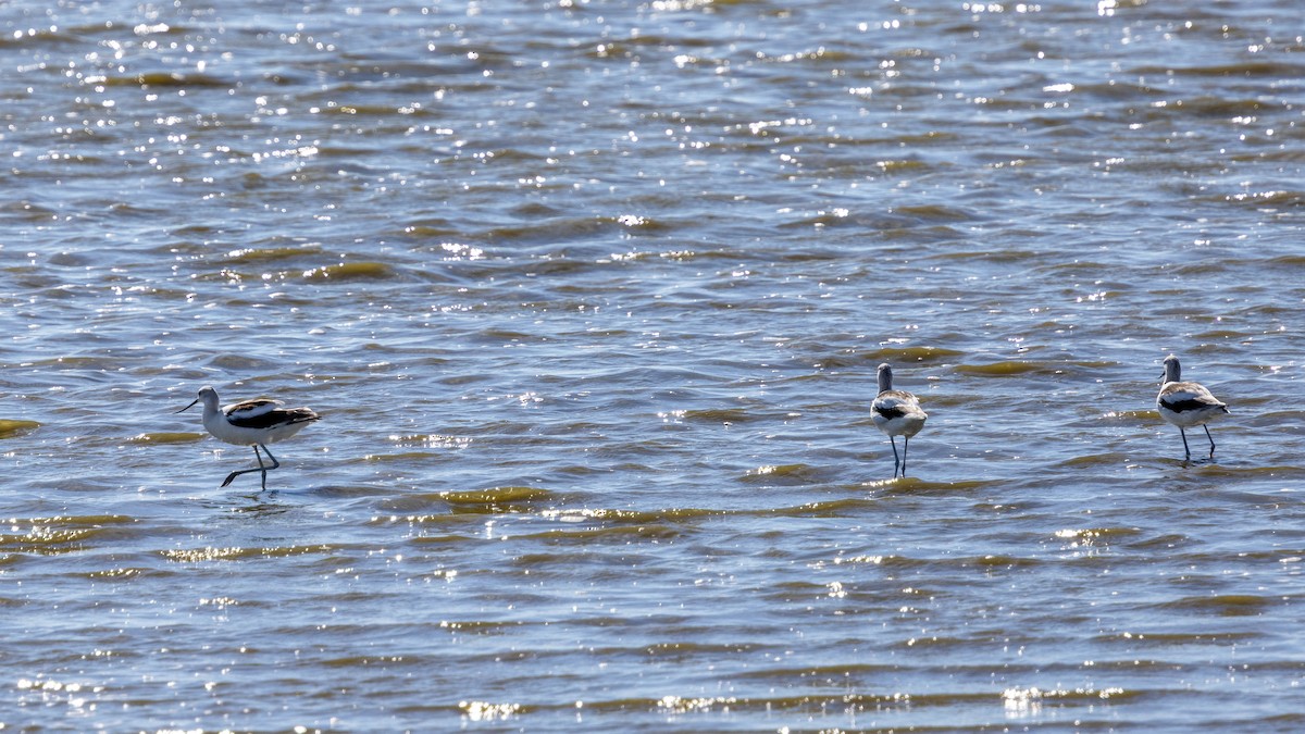 American Avocet - ML643392382