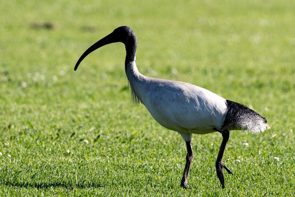 Australian Ibis - ML643392383