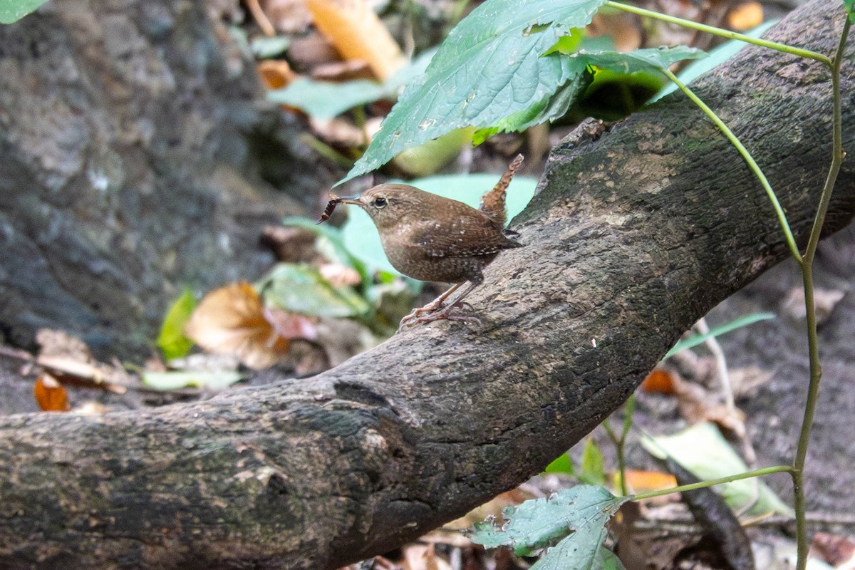 Winter Wren - ML643392385