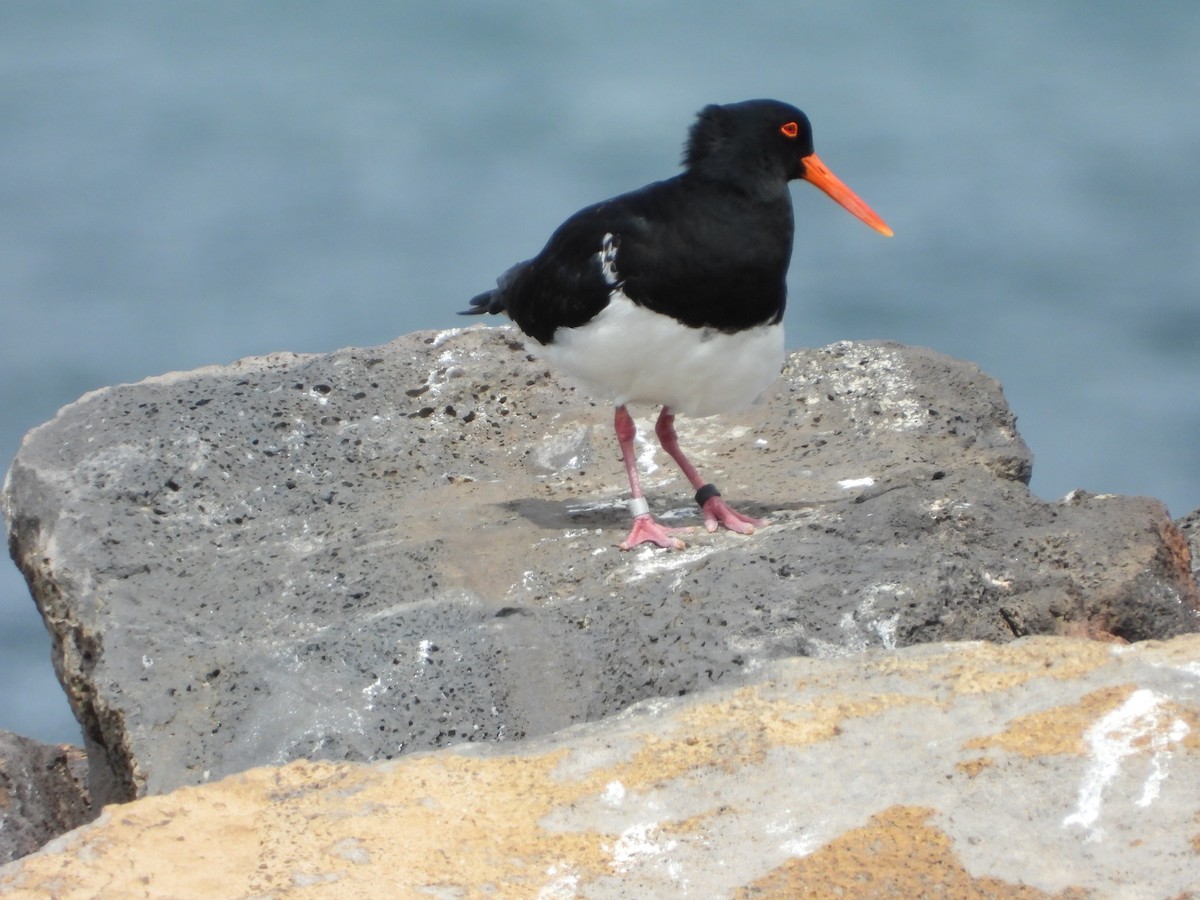 Pied Oystercatcher - ML643392386