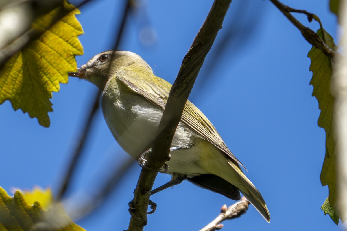 Vireo begigorria - ML643392387