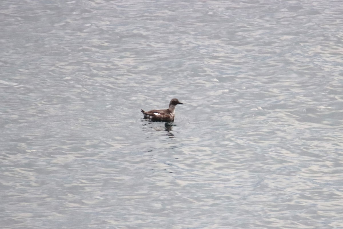 Pigeon Guillemot - ML643392391