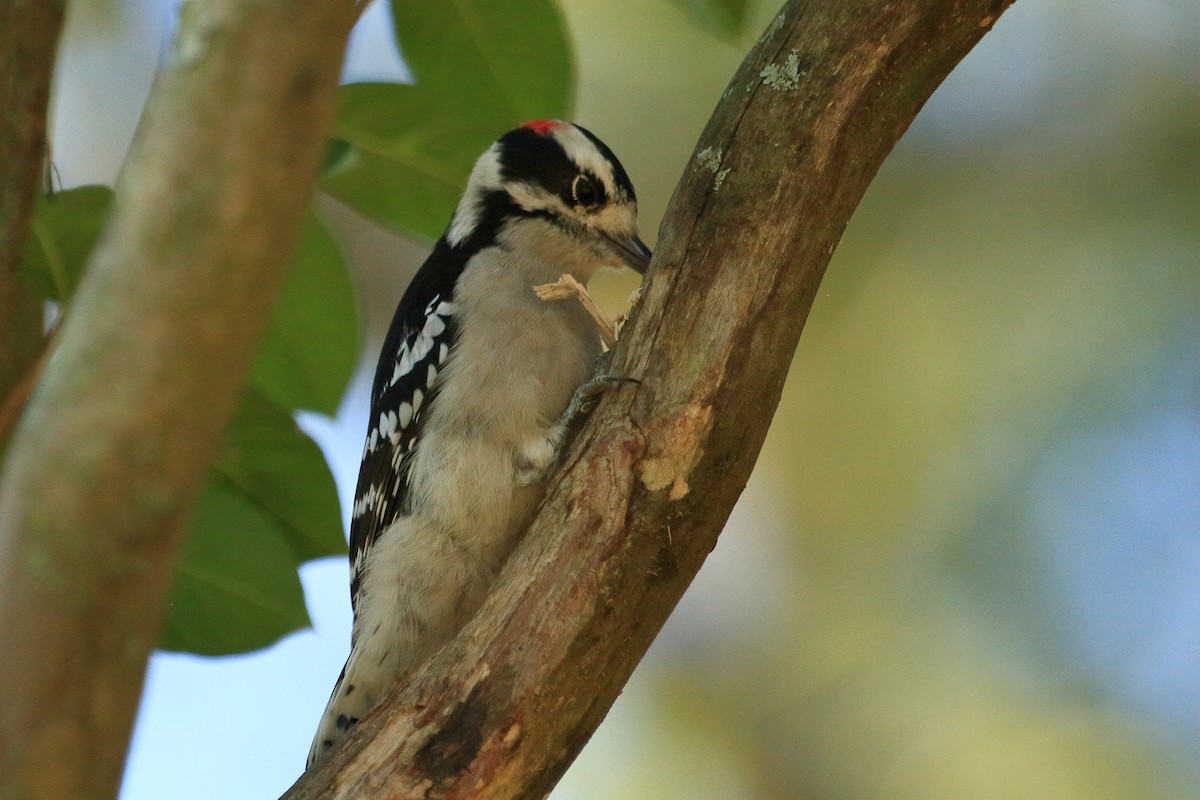 Downy Woodpecker - ML643392392