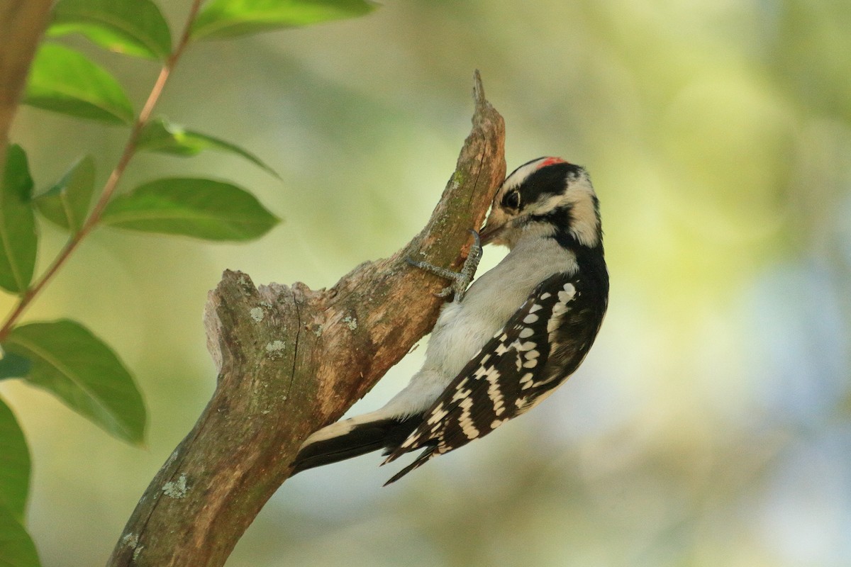 Downy Woodpecker - ML643392393