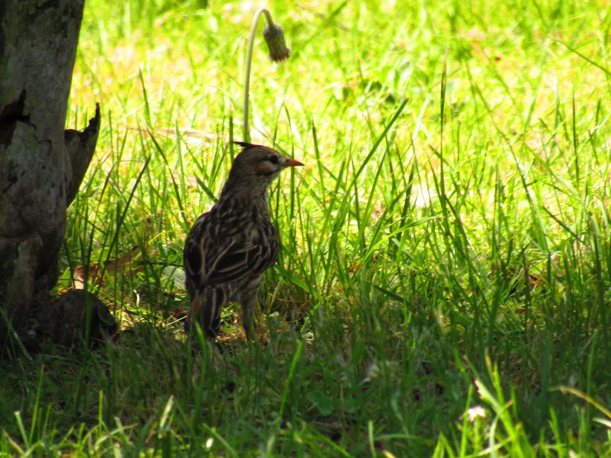 Lark-like Brushrunner - ML643392397