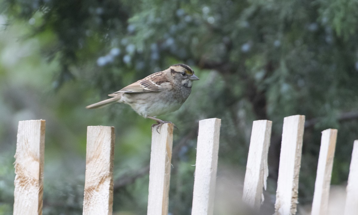 White-throated Sparrow - ML643392398