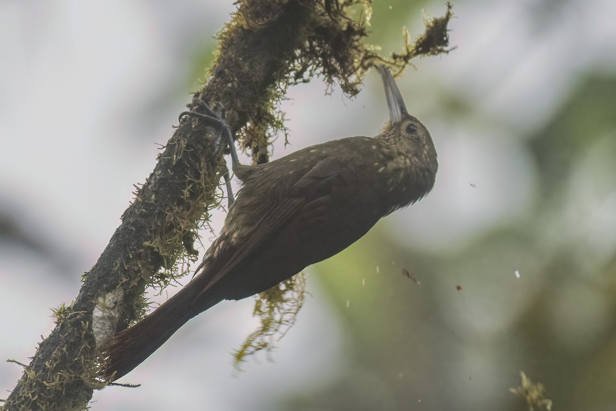 Spotted Woodcreeper - ML643392411