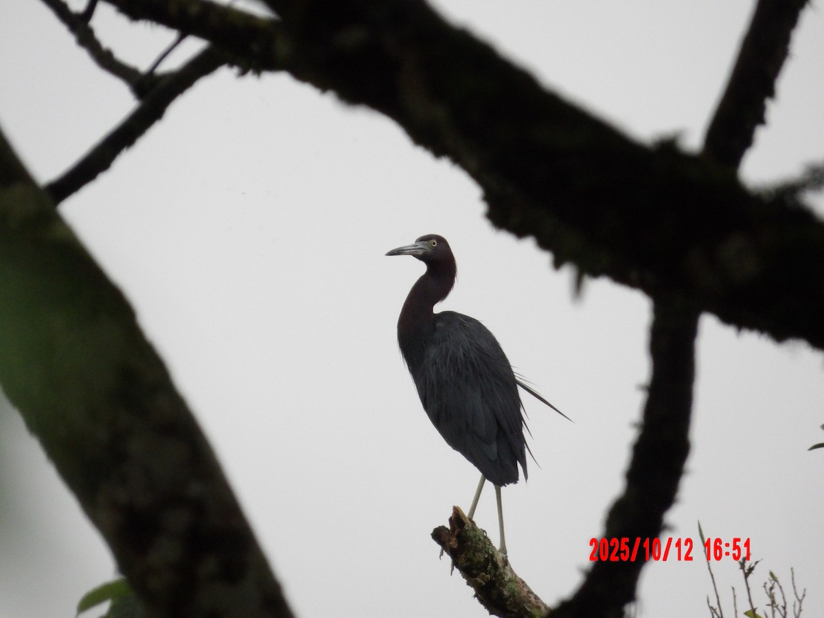 Little Blue Heron - ML643392413