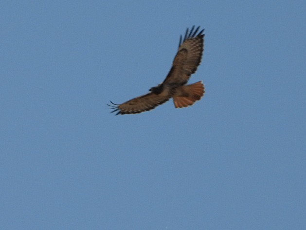 Zapelatz buztangorria - ML643392414