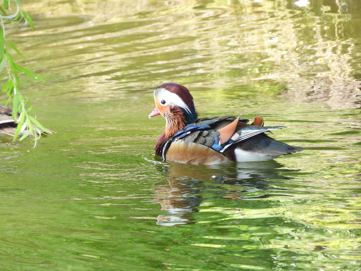 Mandarin Duck - ML643392423