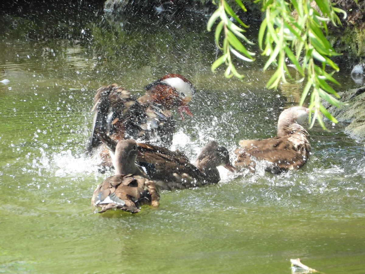 Mandarin Duck - ML643392424