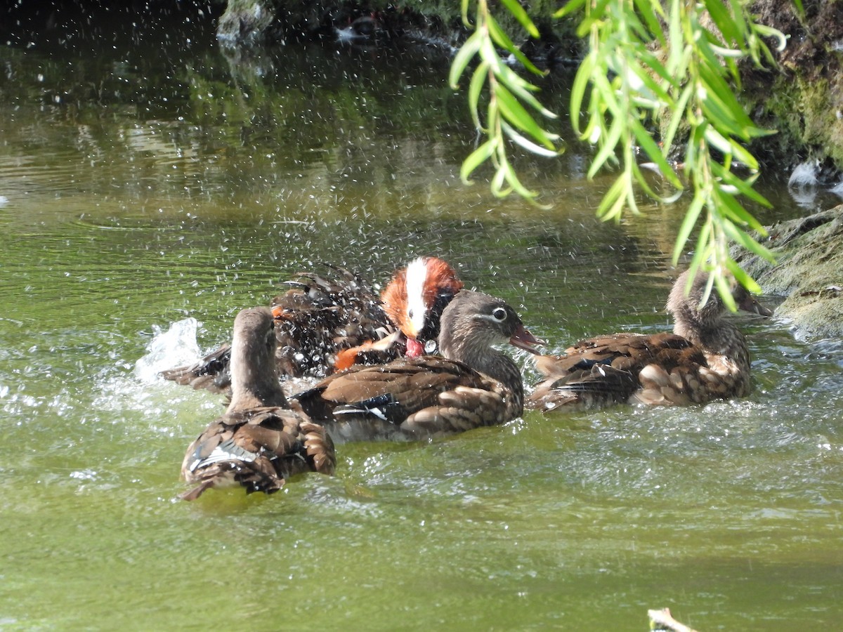 Mandarin Duck - ML643392426