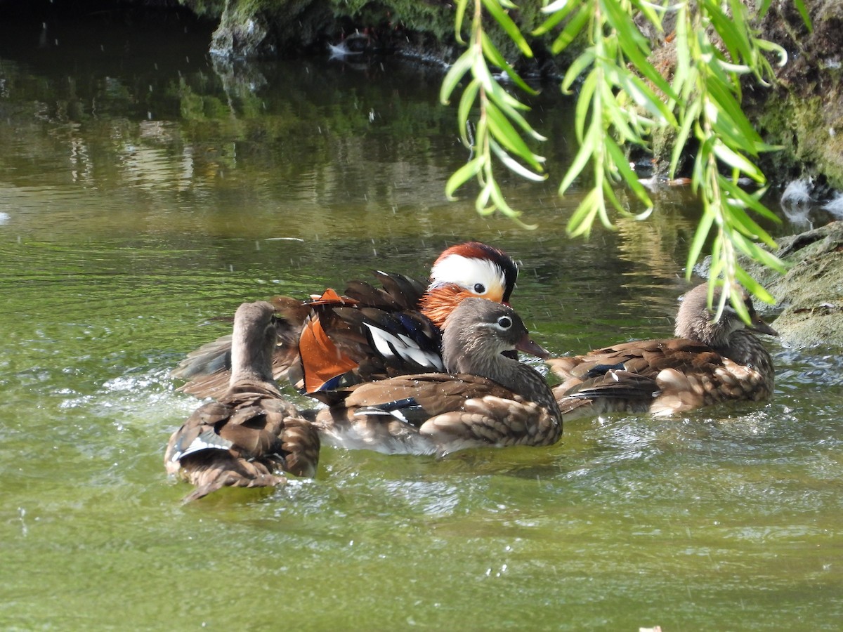 Mandarin Duck - ML643392427