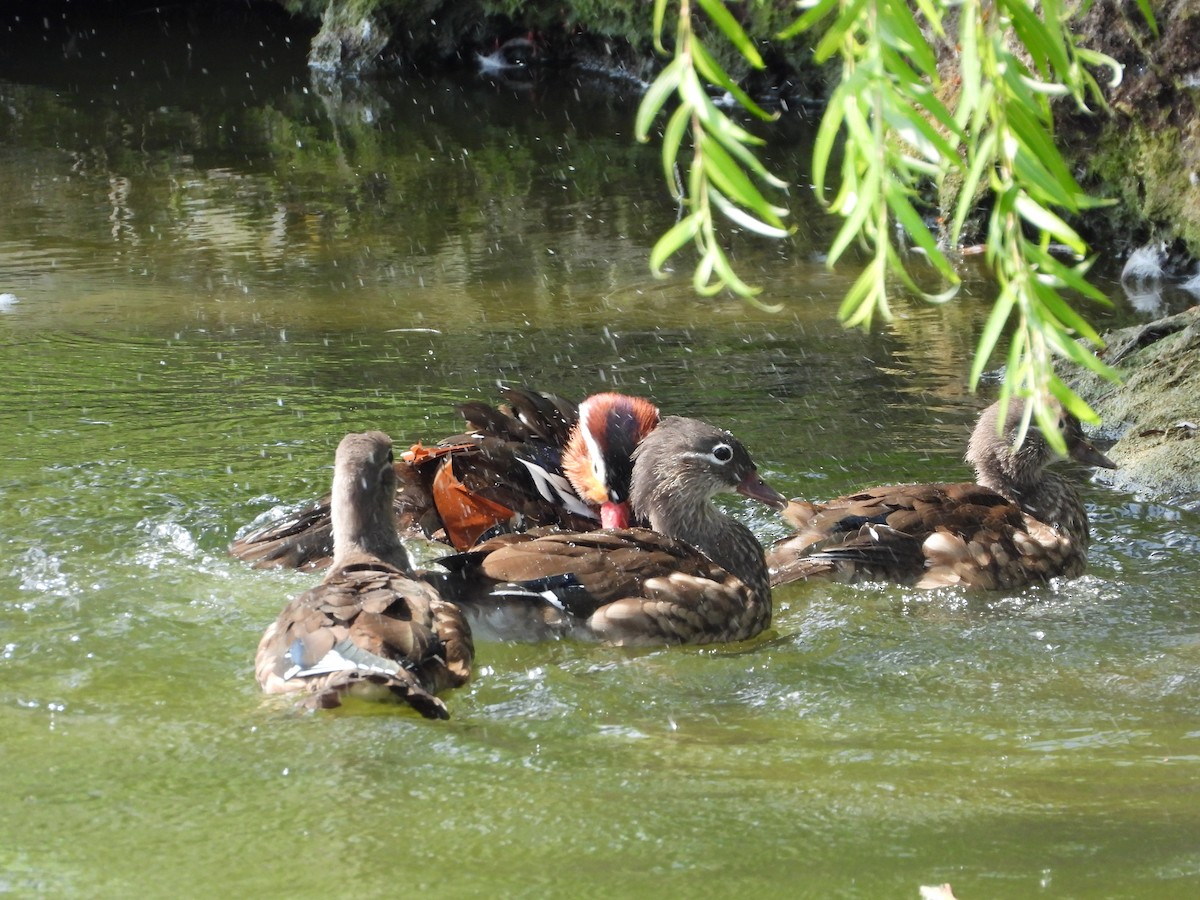Mandarin Duck - ML643392428