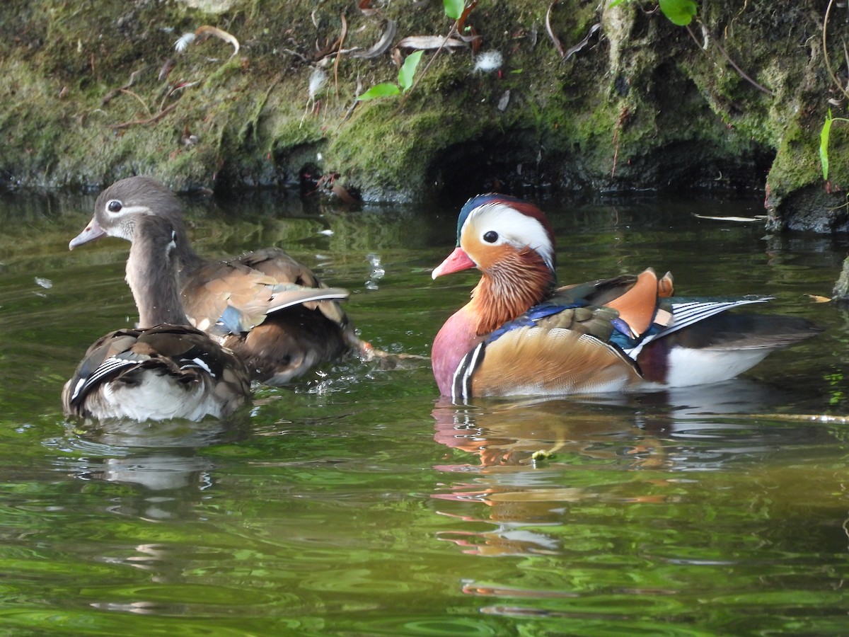 Mandarin Duck - ML643392429