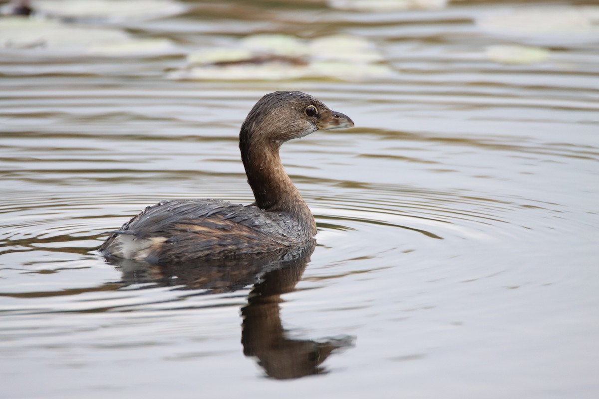 Zampullín Picogrueso - ML643392434