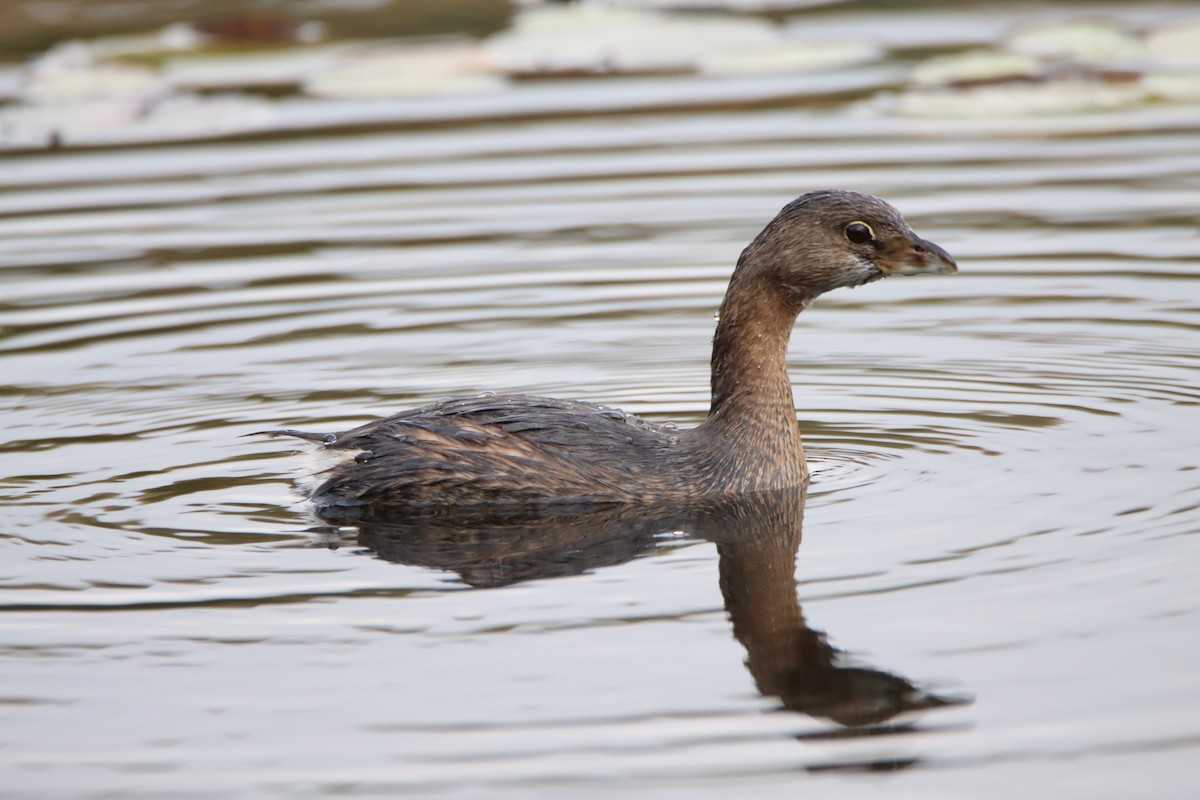 Zampullín Picogrueso - ML643392435