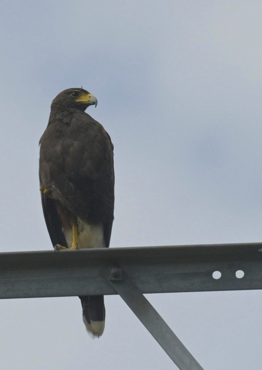 Harris's Hawk - ML643392447