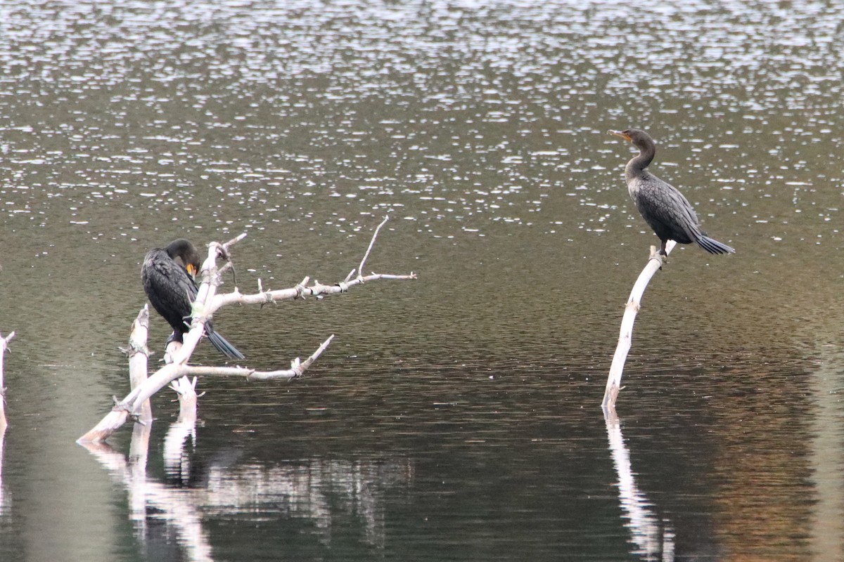 Cormorán Orejudo - ML643392448