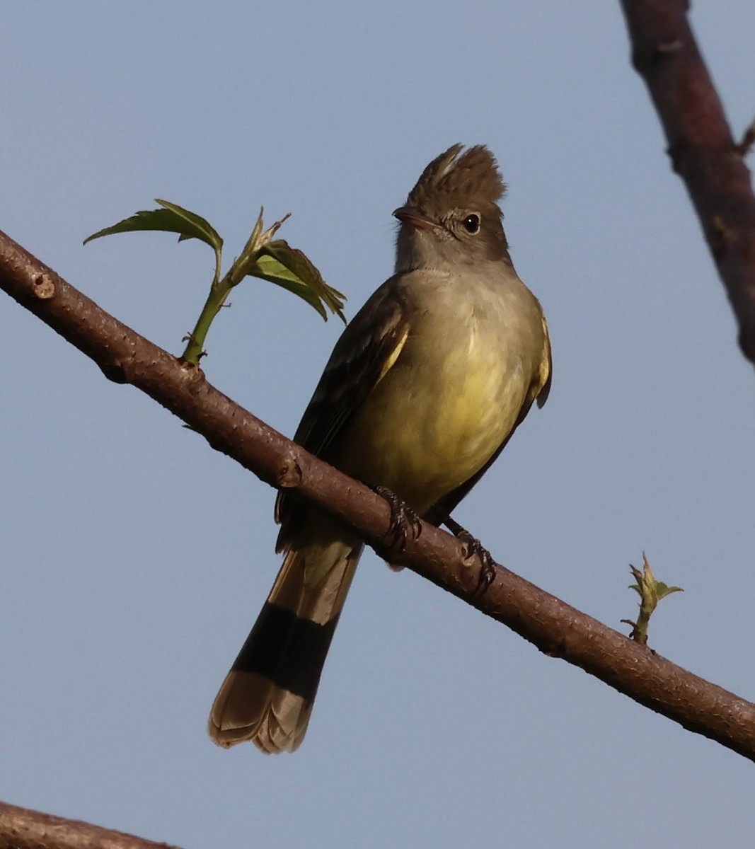 Yellow-bellied Elaenia - ML643392466