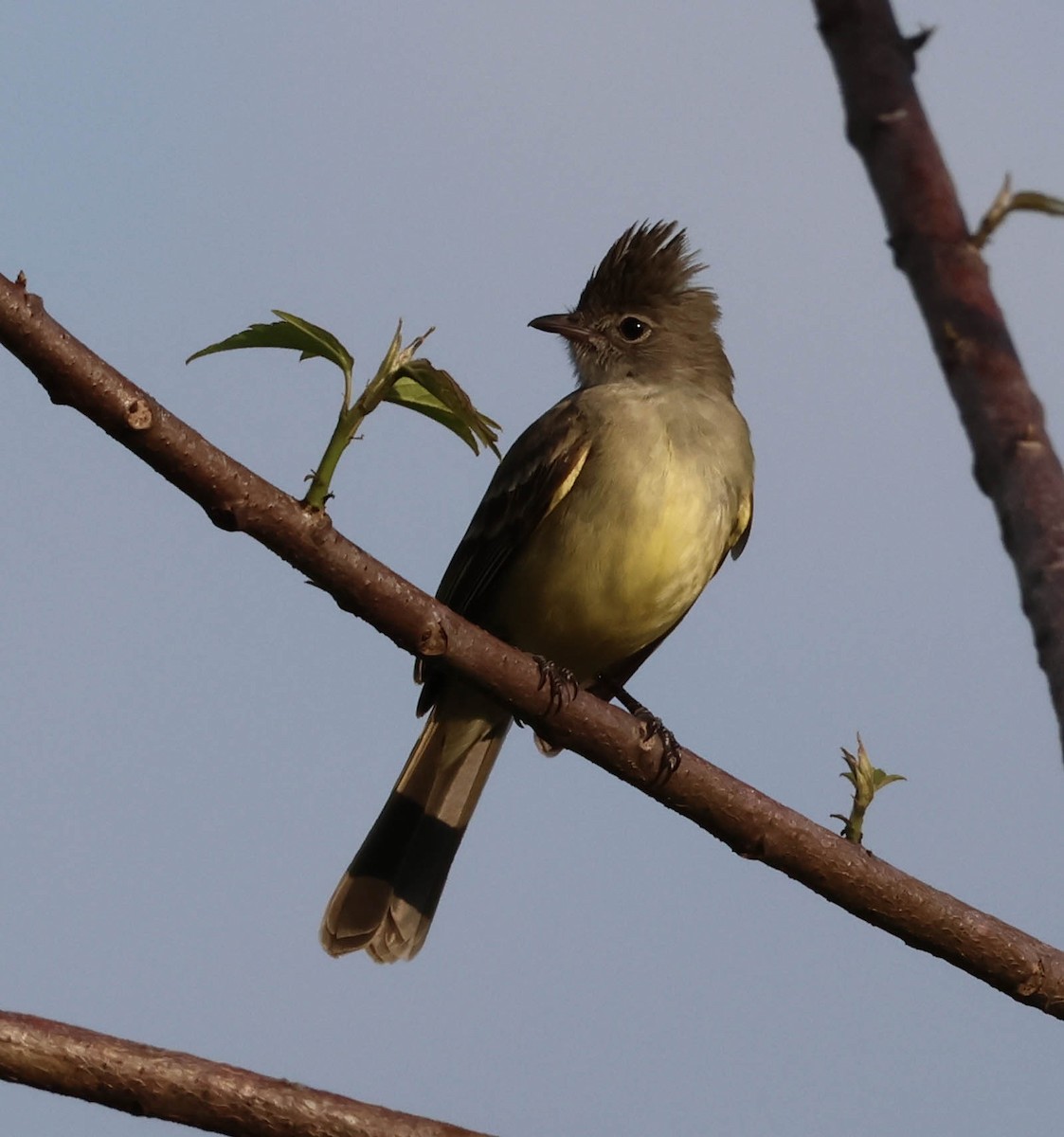 Yellow-bellied Elaenia - ML643392467