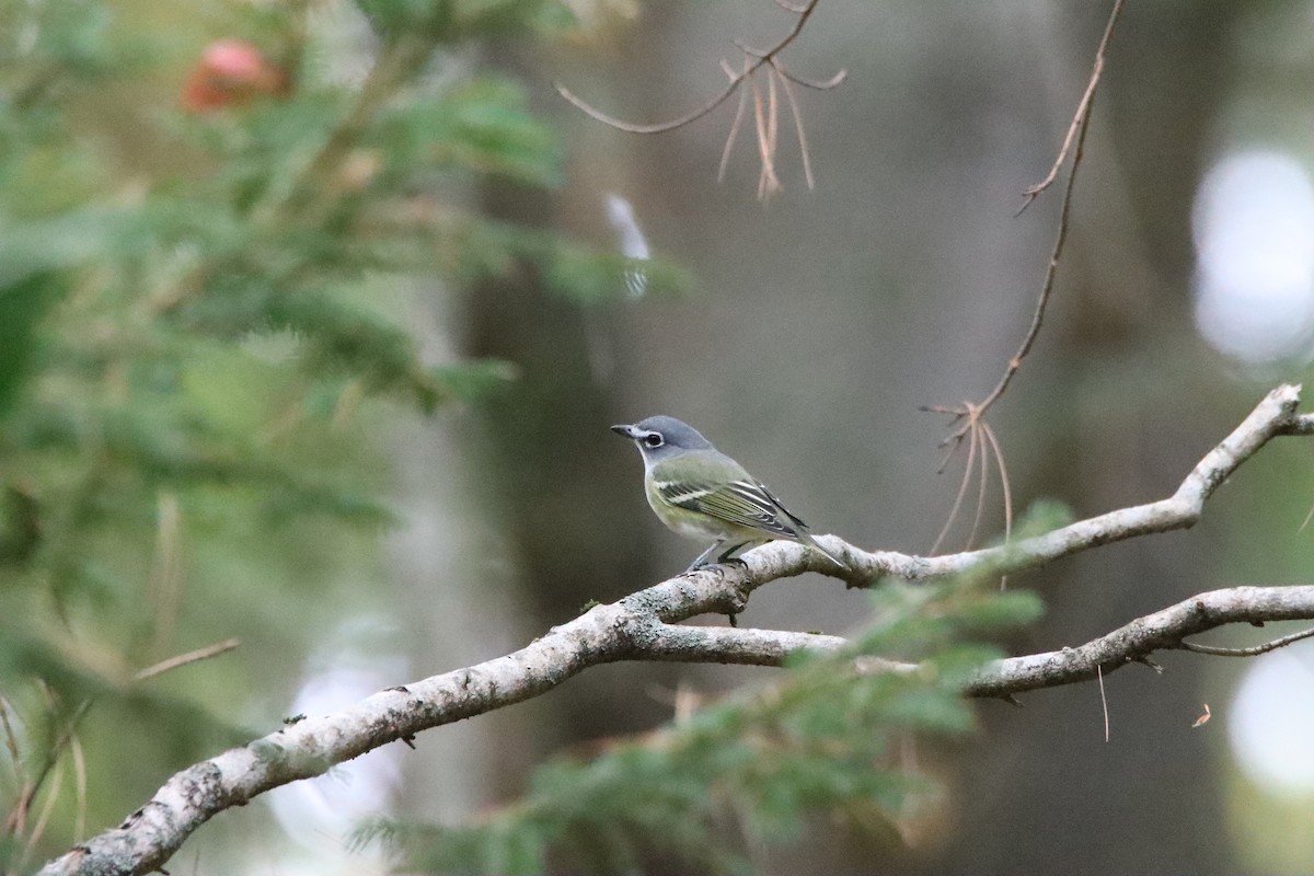 Vireo Solitario - ML643392468